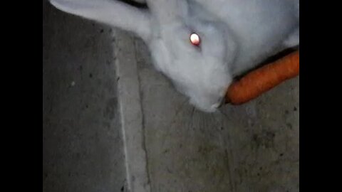 I'm trying to help a lost rabbit found on the stairs