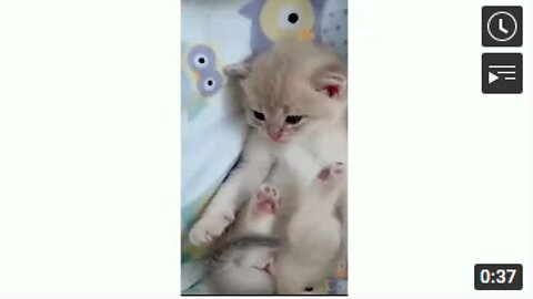 Cute Cats - Funny Cats | Cat Videos