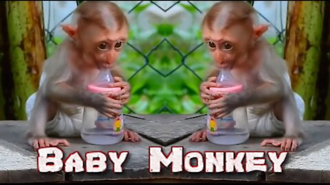 Baby Monkey making a tantrum