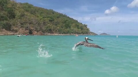 Magens Bay Pelican Encounter