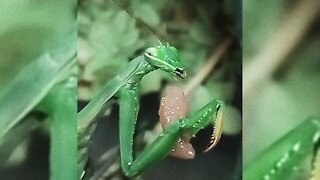 The praying mantis eats meat