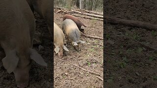 Pigs Fight Over Breakfast Uncle Tim's Farm #kärnəvór #carnivore #pigtalk #shorts