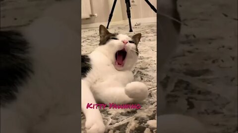 Cute Cat yawning #shorts #catyawning #catlover #catvideos