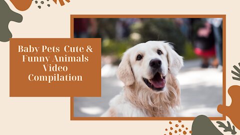 Baby Pets Cute & Funny Animals Video Compilation_2021