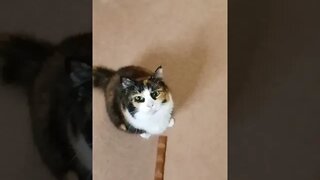 Cat gets Her Treat