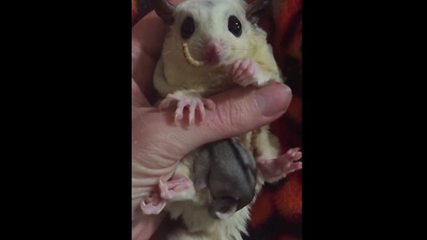 Adorable sugar glider and baby enjoy meal