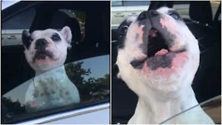 Bulldog francese è un vero cantante lirico!