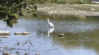 Watched this White Egret still no catch