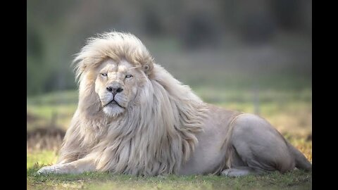 lion laughs impressively look