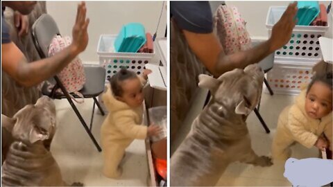 Dog protects baby when dad pretends to hit her