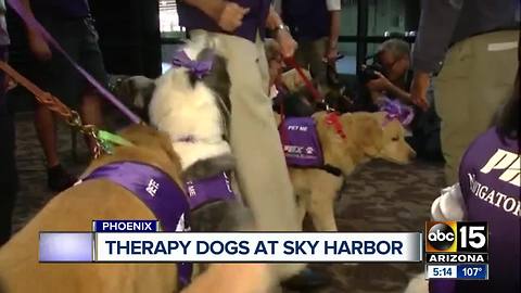 Airport puppies looking to ease your traveling anxieties at Phoenix airport