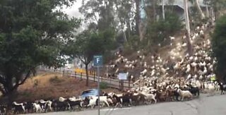 'Valanga' di capre blocca il transito
