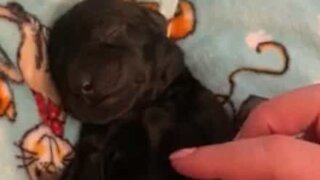 Adorable sleepy puppy just melts your heart