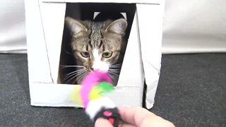 Adorable Little Cat Plays with Me