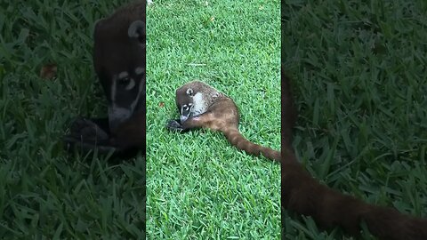 Cute Coati Wild Animal At Mexican Resort