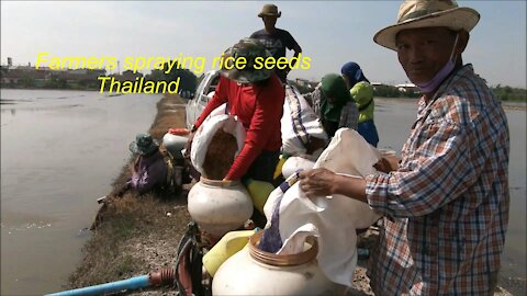 Thai Farmers spraying rice seeds using machine in Thailand