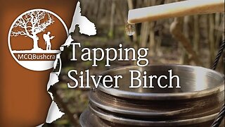 Bushcraft Foraging: Tapping Birch Water