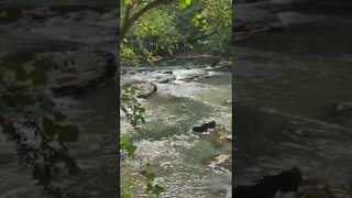 Great Blue Heron In Stream