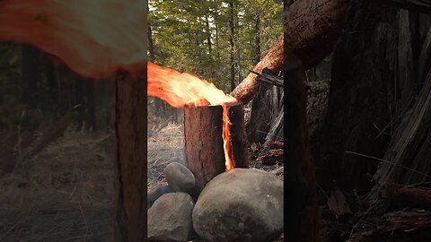 Buschcraft Skills Vertical Log Fire #asmr #bushcraft #survival #camping #forest #outdoors