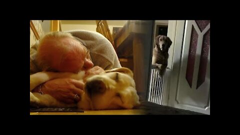 Newly Adopted Dog Watches Owner Fall Asleep Every Night