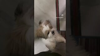 #dog #shorts #fun #doglover #cute #shihtzu #reels #funny #ytshorts #youtubeshorts #trending #youtube