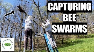 Capturing Our First Swarm Of The Season