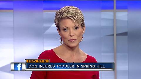 Toddler transported to trauma center after being bitten in head by family dog in Spring Hill