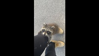 Wild baby raccoon climbs up woman’s leg