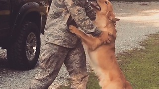 Three-Legged Golden Retriever Welcomes Home Soldier