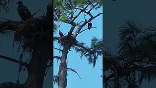 Bald Eagles Nesting #shorts