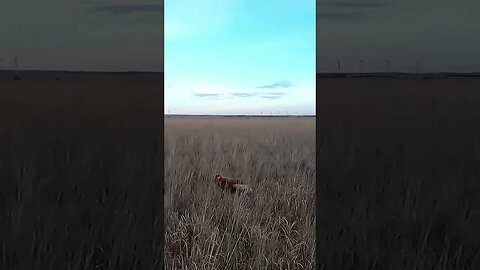 Wild Rooster Pheasant Vs Golden Retrievers #shorts #goldenretrievers #birdhunting