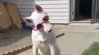 Dog with light sensitive eyes needs special glasses