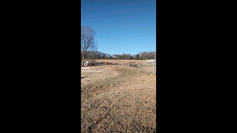 Happy cows and calves.