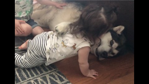 Alaskan Malamute shows incredible patience as little kids interact with him