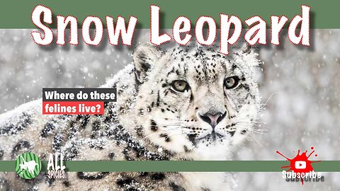 The Snow Leopard!!!