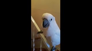 Cockatoo loves to slide down stair railing