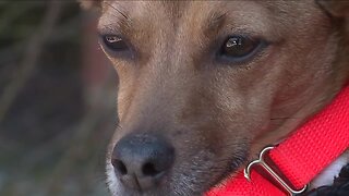 After surge in surrenders, Middleburg Heights shelter offering help for pet owners during pandemic