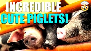 Surprising Facts About Piglets That Will Melt Your Heart | Discover the Adorable World of Piglets