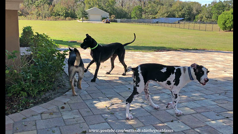 Great Danes make new German Shepherd friend