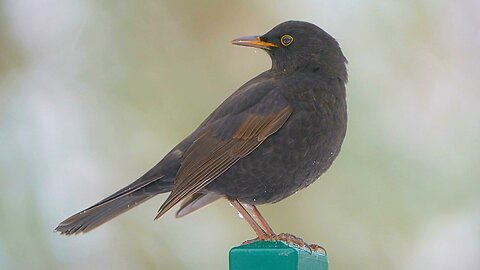 Blackbirds Perching on and Flying off Fence Posts