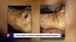 Utica man facing charges in dog's stabbing death