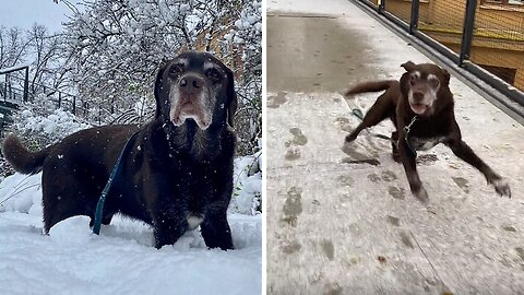 Senior Dog Forgets He's Old, Gets Snow Zoomies On Scary Bridge