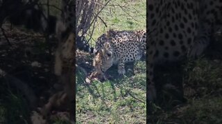 Wildlife Sightings Today 06/10/22 (Cheetah, Python, Lions, etc) | Lalashe Maasai Mara | #shorts