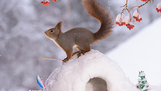 squirrel at the north pole