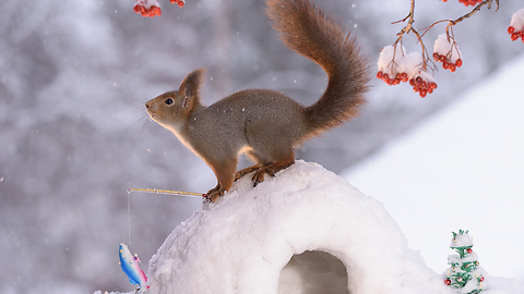 squirrel at the north pole