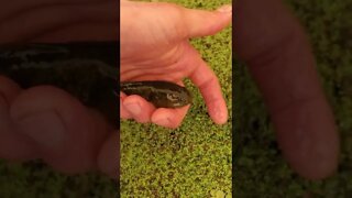 Cute large tadpole (bullfrog tadpole) ||baby frog|| #shorts