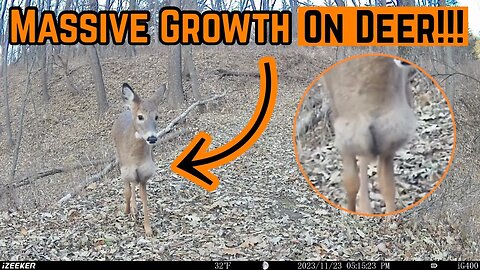 WHAT Is GROWING On This DEER???