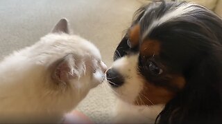 Cutest kitten attacks you will see today!