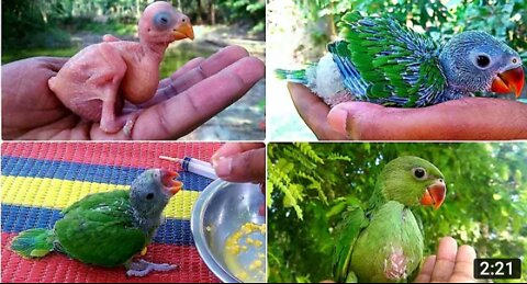 Growing_Indian_Ringneck_Babies_|_Ringneck_Parrot_Growth_Stages