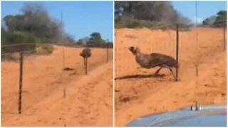 Emu försöker misslyckat tävla mot en körande bil